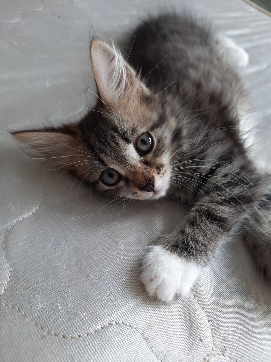 vixbunnyx's tweet photo. ❗❗ МОСКВА И МО, РТ ПО ВОЗМОЖНОСТИ ❗
Два чудесных полосатых котёнка СРОЧНО ищут дом. Родились 3.06, здоровы, мальчик (1) и девочка (2). Отдадим в добрые руки отвественным, заботливым людям. Отлично ладят с другими кошками. К лотку приучены, самостоятельные, едят взрослый корм. https://t.co/25UzZPW8q2