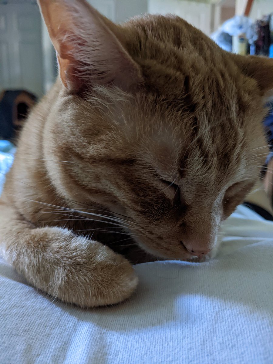 JodesJots's tweet photo. #Catlocked #LifeWithAngus just laundry and chores to do anyway...😉 https://t.co/bApMk0oUjR