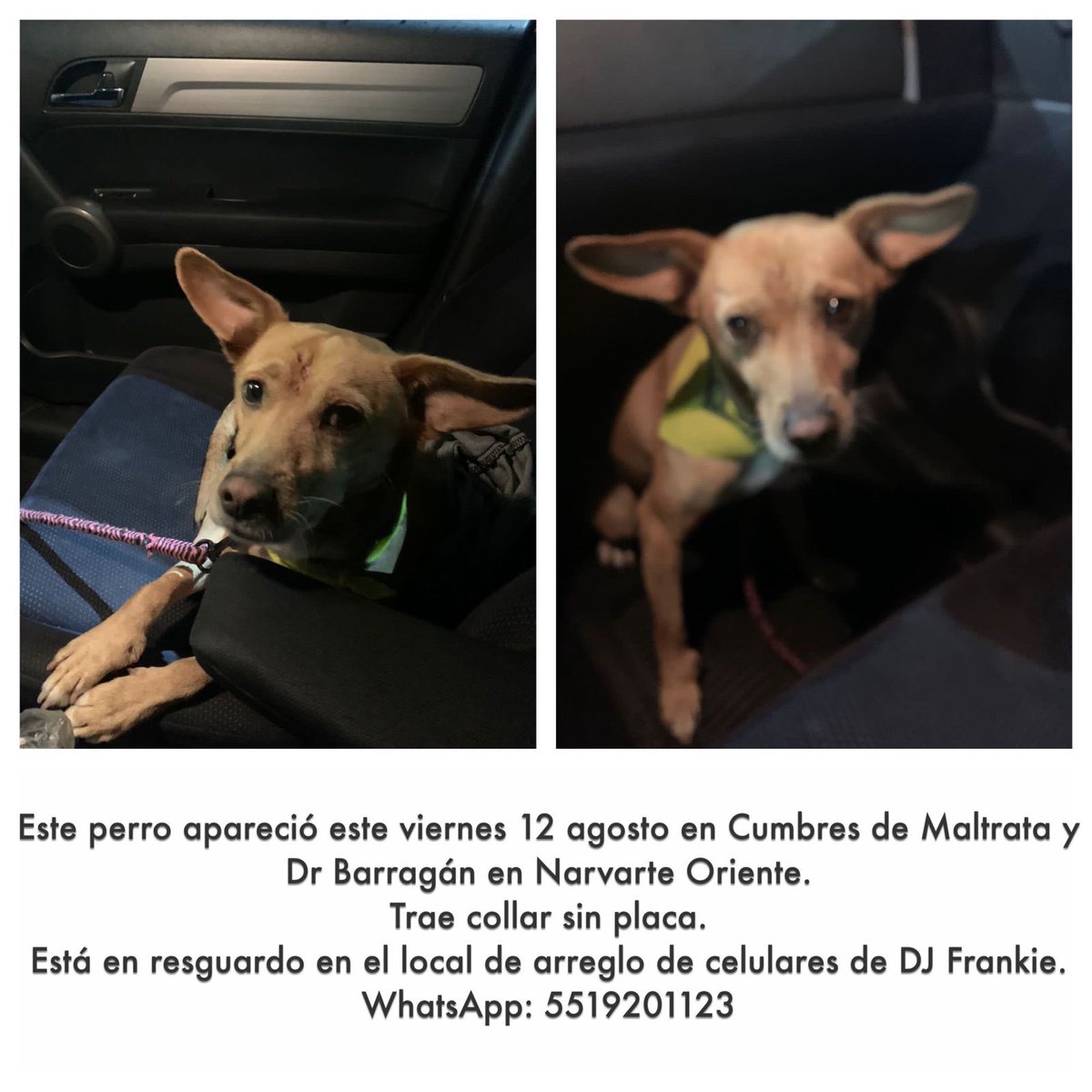 EncuentraDog tweet media