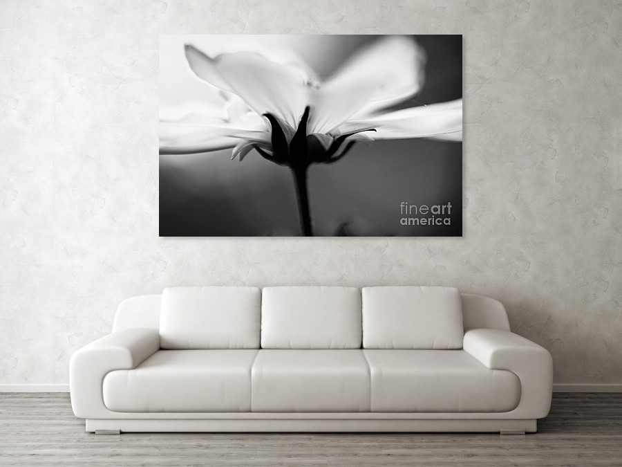 #StatementSunday Make a statement with the art you hang on your walls! #gobig #BuyIntoArt #ShopEarly #photo #whiteflowerart #floralart #cosmosflowers #nature #flowerlovers
fineartamerica.com/featured/white…