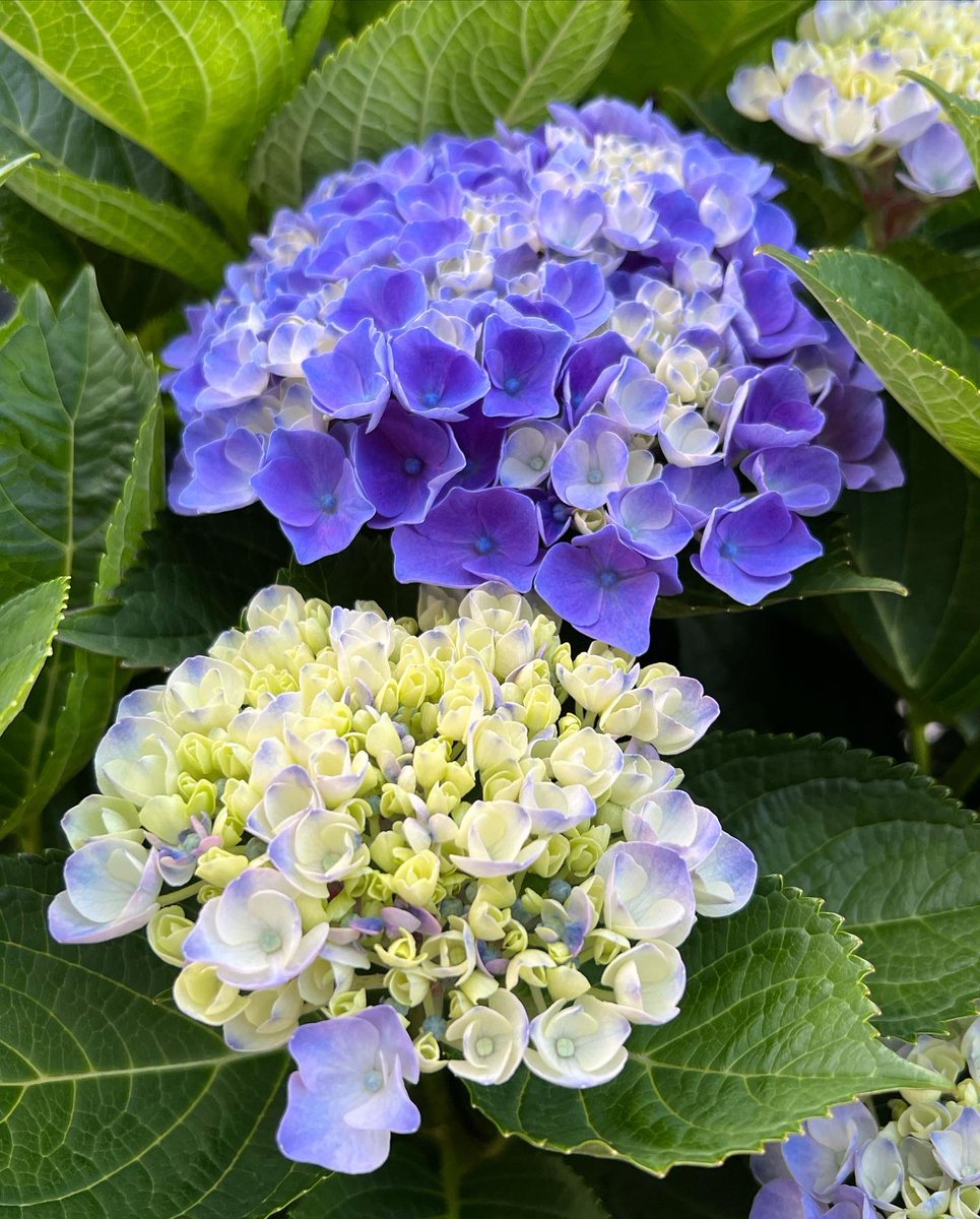 SolareMitchan's tweet photo. 網走apt.4商店街に咲いている紫陽花
小さなお花がたくさん集まっている姿は、3年ぶりの網走神社祭の賑わいを表しているようです☺️💓
#網走
#apt4
#紫陽花 https://t.co/21dvI5d3py