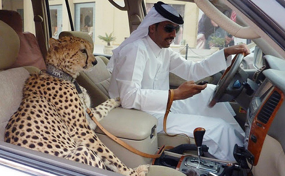 The Saudis 🇸🇦 tweet media