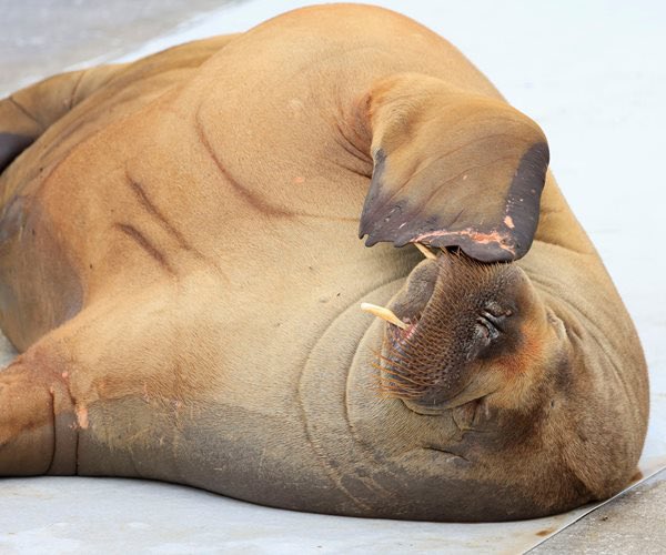 domdyer70's tweet photo. Humans destroy their habitats &amp; remove their food sources &amp; when they get too close to tourists they are killed for no justification. Shame on Norway 🇳🇴 for killing Freya the Walrus https://t.co/hNcPzn1odc