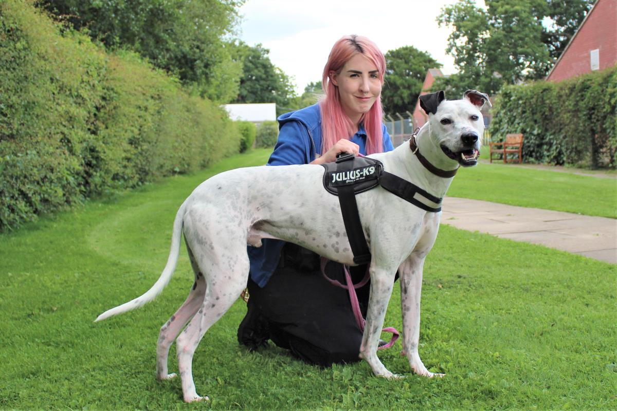 Please retweet to help Rocket find a home #WestMidlands #England Super Lurcher aged 2-5. He's never had a home environment, so will need someone that can help him adjust. He loves his toys and would like a secure garden. Contact the shelter for details👇 dogstrust.org.uk/rehoming/dogs/…
