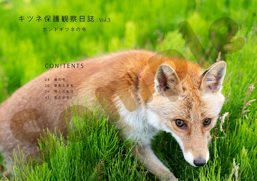 キツネ写真館 新刊通販始めました Fox Info Net Twitter