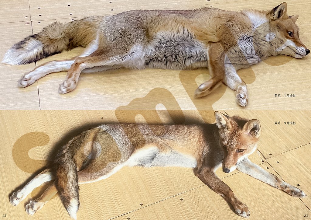 キツネ写真館 新刊通販始めました Fox Info Net Twitter