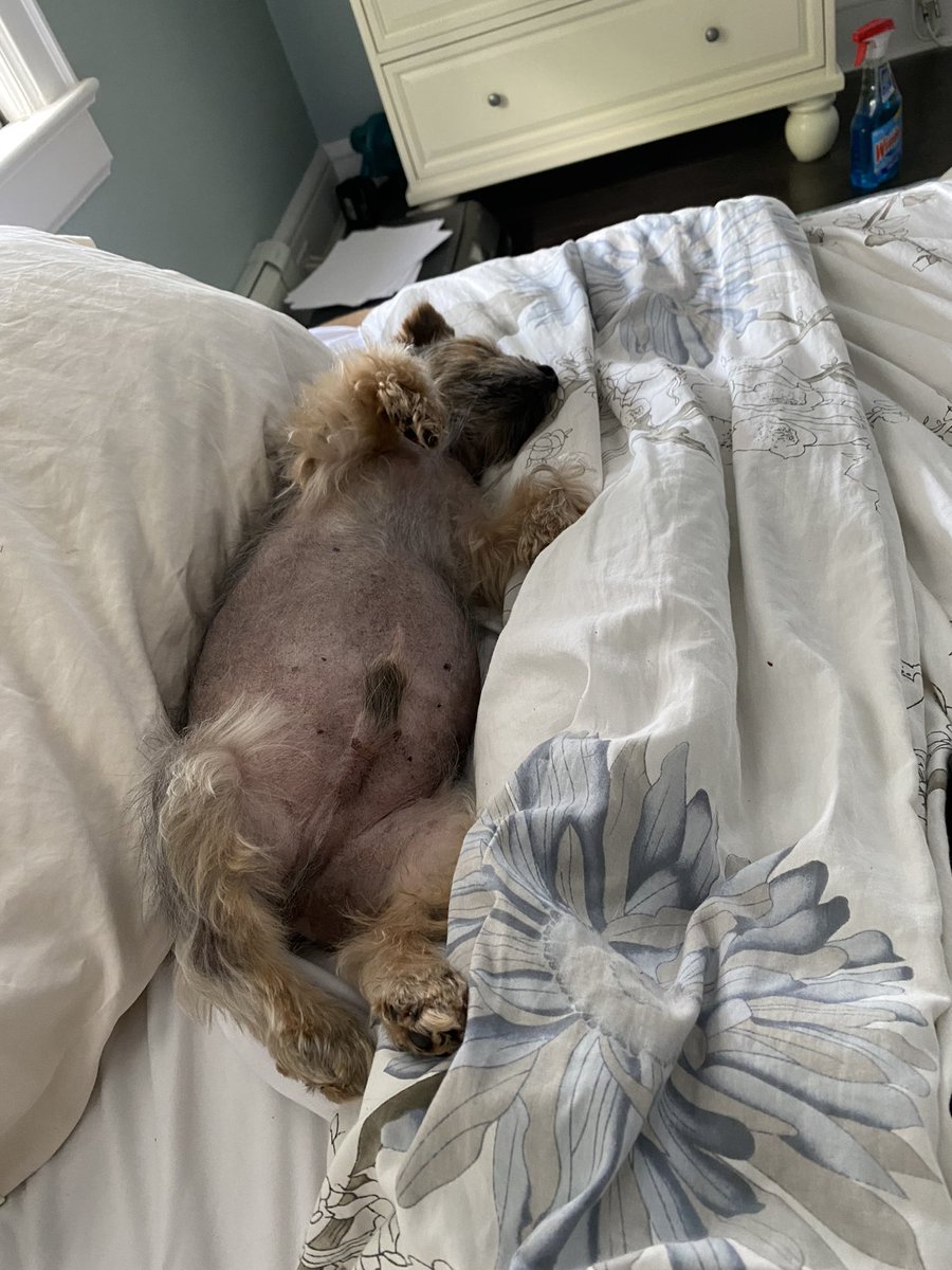 helenf531's tweet image. #deadbug