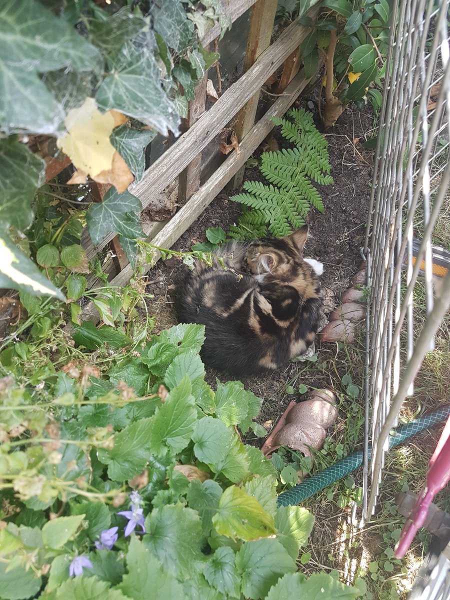 MyGarden_Uk's tweet photo. The Kittens are having a nap.

They found nice cool shaded spots and are snoozing away.💤💤❤

#cats
#kittens 
#CatsOfTwitter 
#heatwave 
#StayInTheShade https://t.co/zcbMIzGbdI