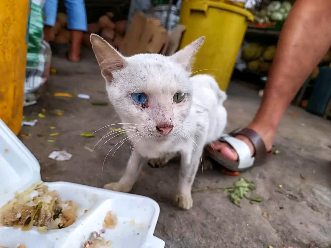 Hey! Felines tweet media