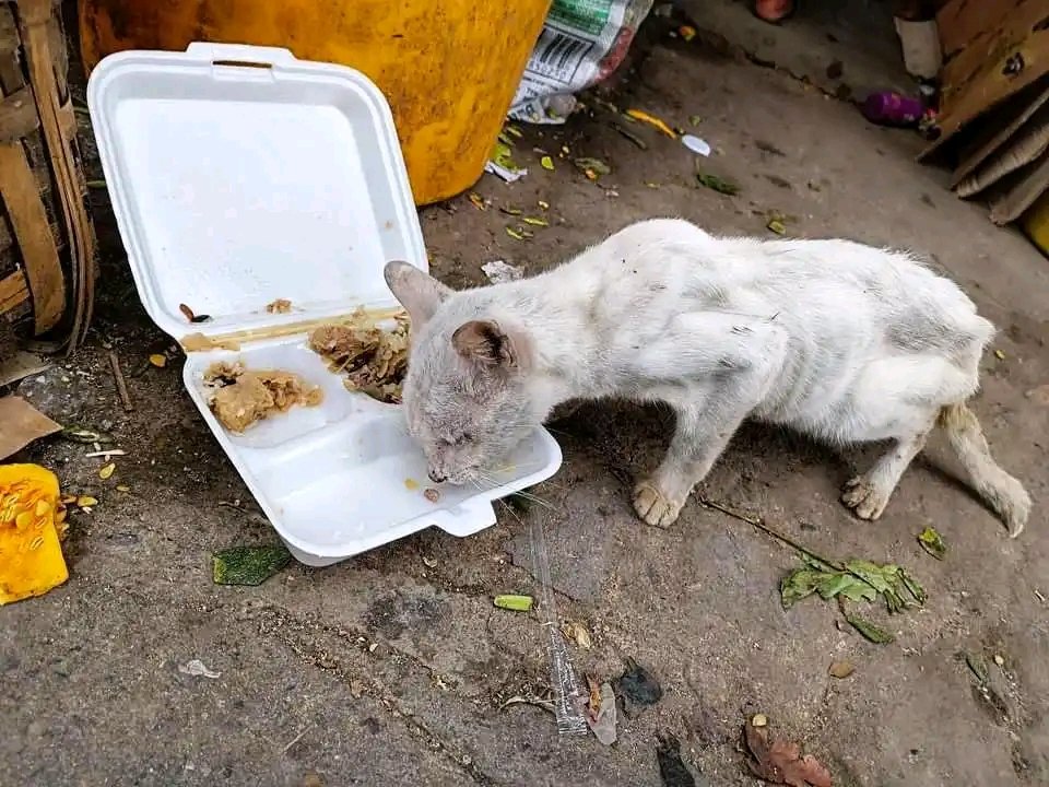 Hey! Felines tweet media