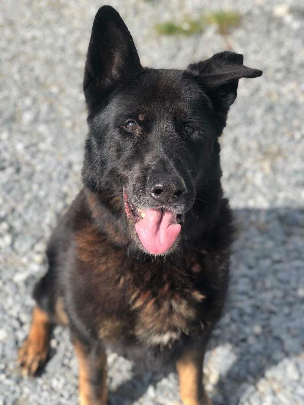gsrescueelite's tweet photo. Barney is 11yrs old and he can live with older kids but all he needs at his age is a garden to potter in and a comfy bed for naps 
#dogs #germanshepherd #Cornwall 
https://t.co/upcOP71rTz https://t.co/r3UurboZGN
