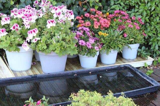 #Tuintip #Vakantie zet je #bloempotten in watertrays. Lees ons blog met tips om je planten in potten te redden. tuinhappy.nl/planten-in-pot…