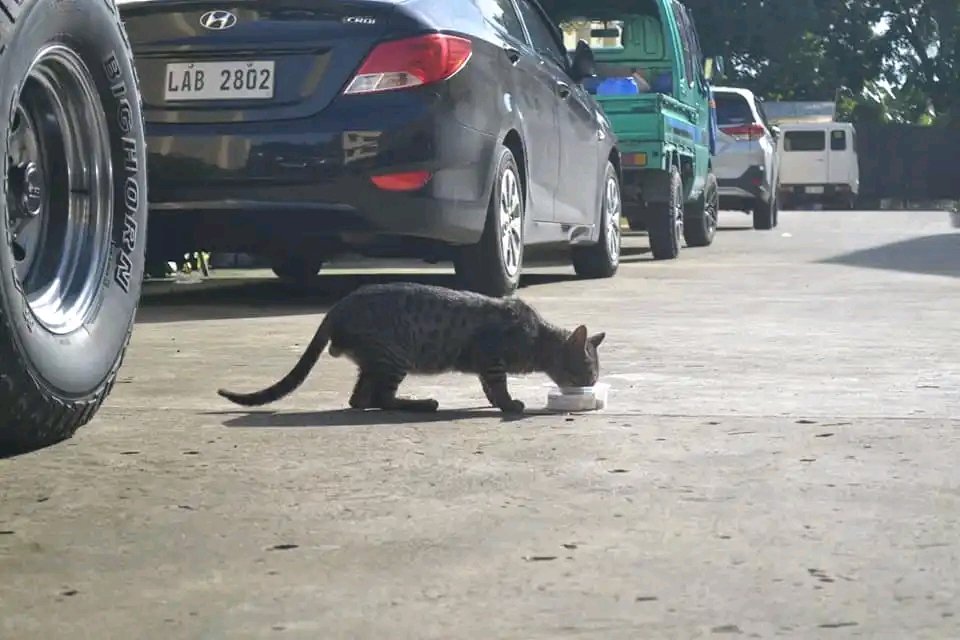 Hey! Felines tweet media