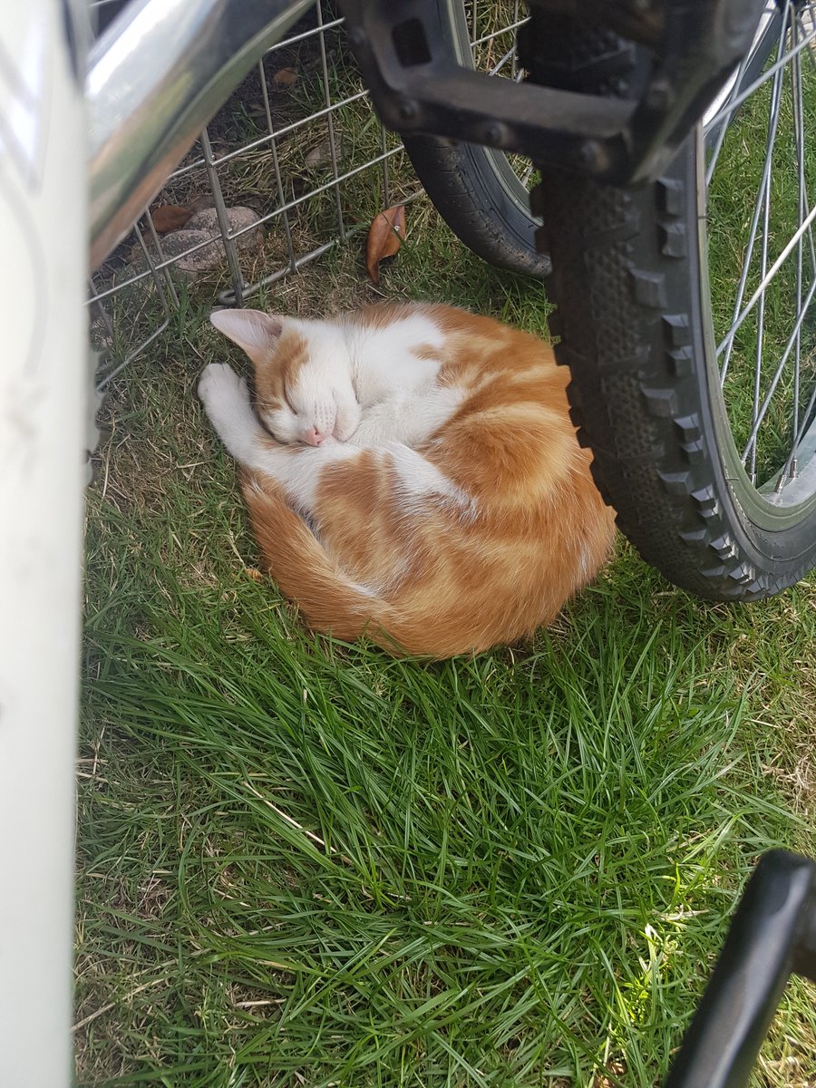 MyGarden_Uk's tweet photo. Can you guess what this kitten likes doing the most?😃

#cats #kittens #CatsOfTwitter #heatwave #StayInTheShade https://t.co/a4phSc71zF
