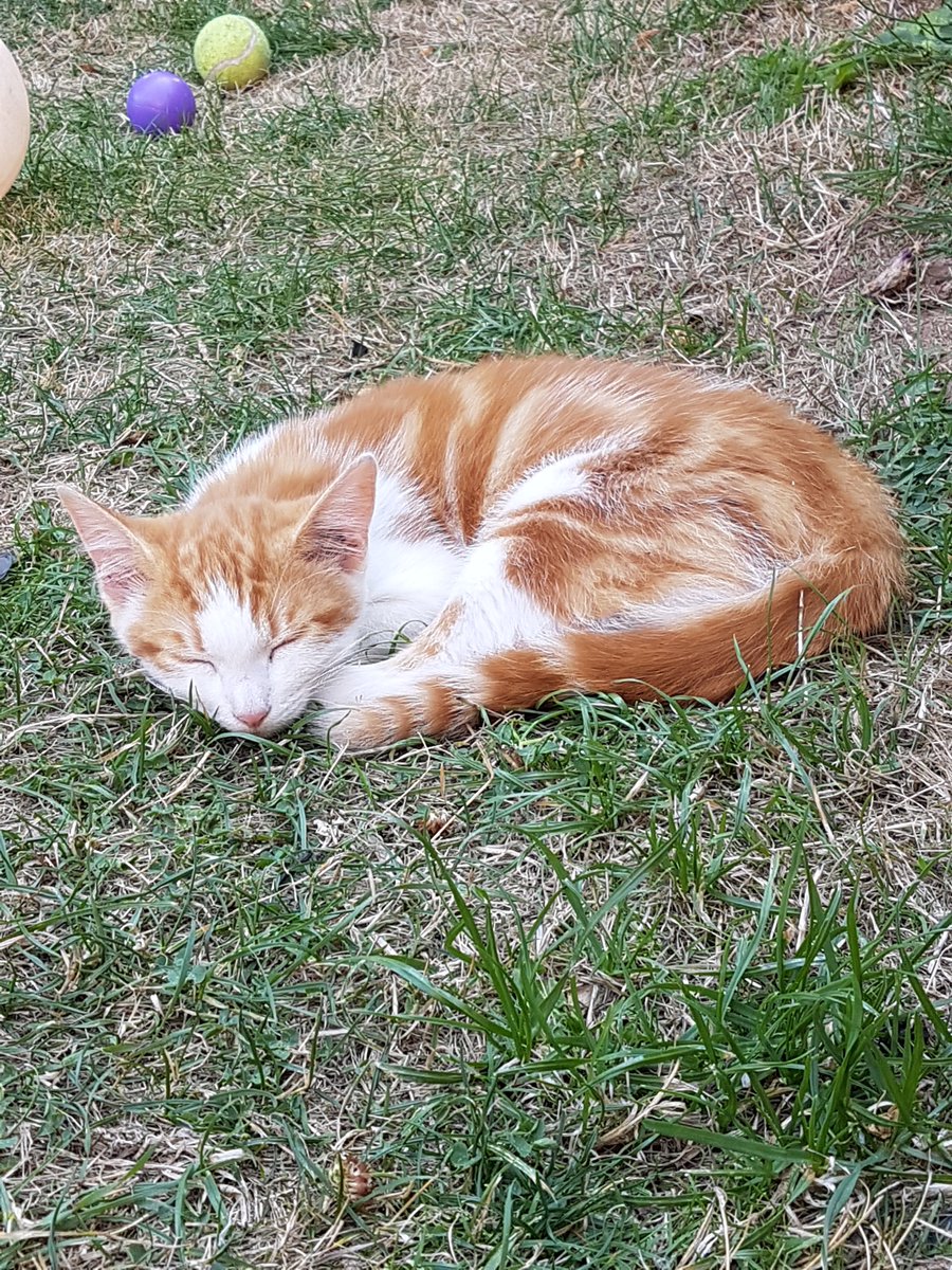 MyGarden_Uk's tweet photo. Can you guess what this kitten likes doing the most?😃

#cats #kittens #CatsOfTwitter #heatwave #StayInTheShade https://t.co/a4phSc71zF