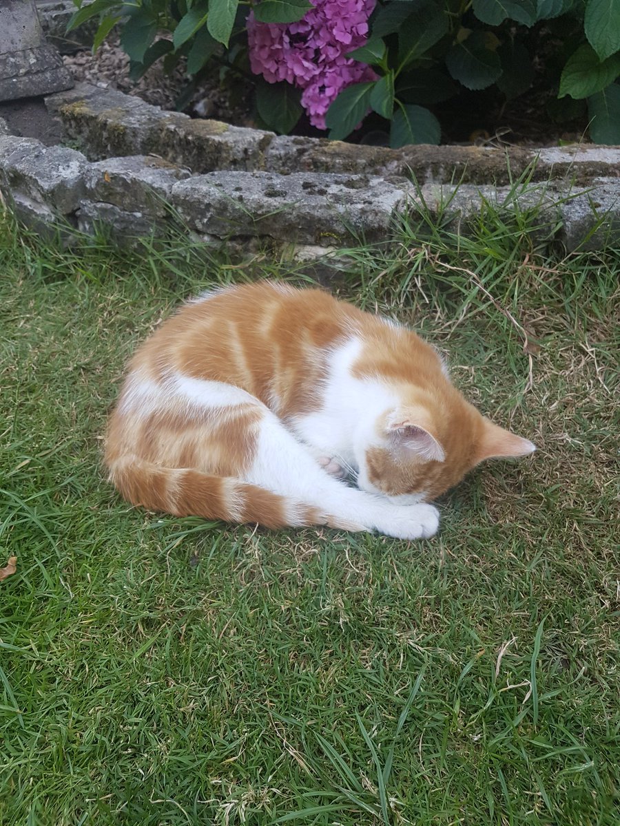 MyGarden_Uk's tweet photo. Can you guess what this kitten likes doing the most?😃

#cats #kittens #CatsOfTwitter #heatwave #StayInTheShade https://t.co/a4phSc71zF