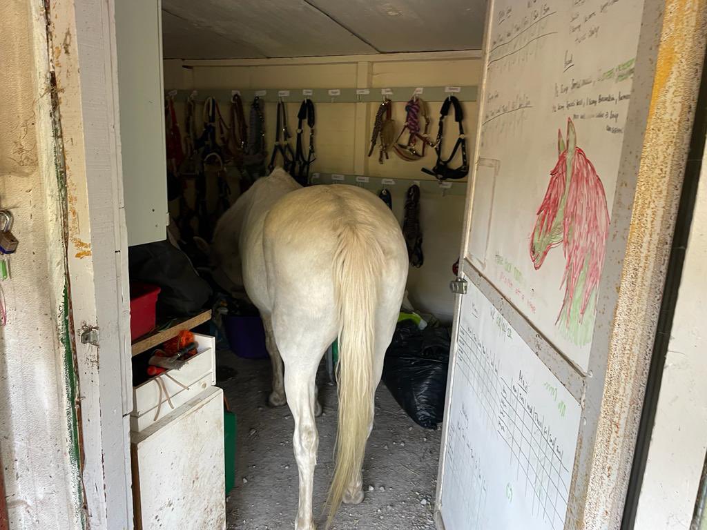 Meet Gypsy (well, Gypsy’s bum), our oldest resident at 30. You’d think at that age she’d be slowing down but when there’s food or mischief to be found she can be very fast and strong 😂 Yesterday she decided to inspect our tack room…
#equineassistedtherapy #mentalhealthawareness