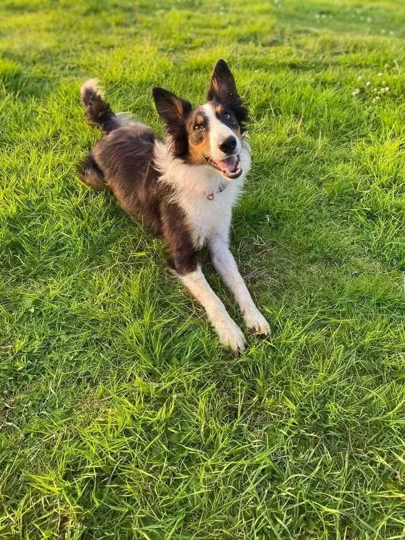 NWDogRescue's tweet photo. Name HUNTER
Age 1
Location LINCOLNSHIRE
Re-home NATIONWIDE
Details and enquiry form https://t.co/a1DL674bqS
Please retweet https://t.co/lRKMDcBW3Y