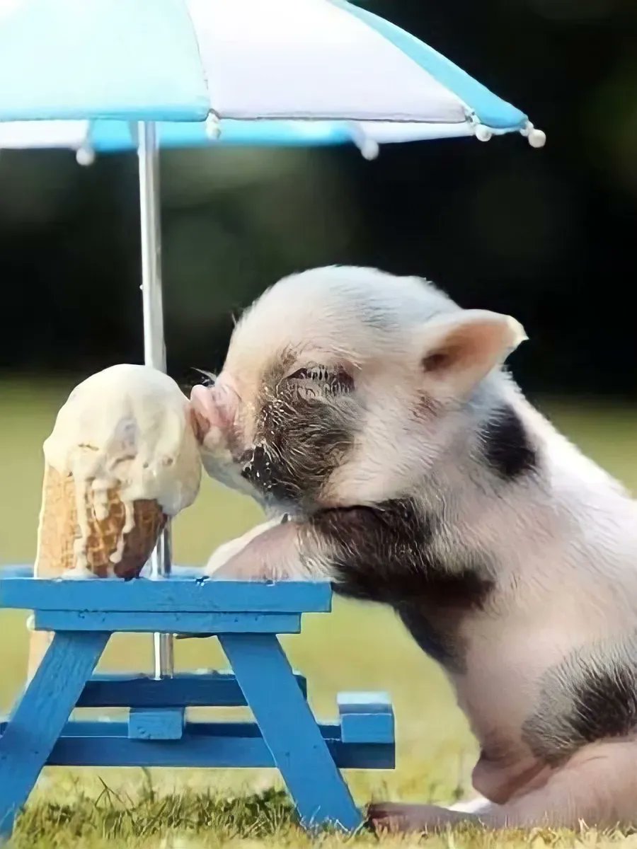 Cute Animals tweet media