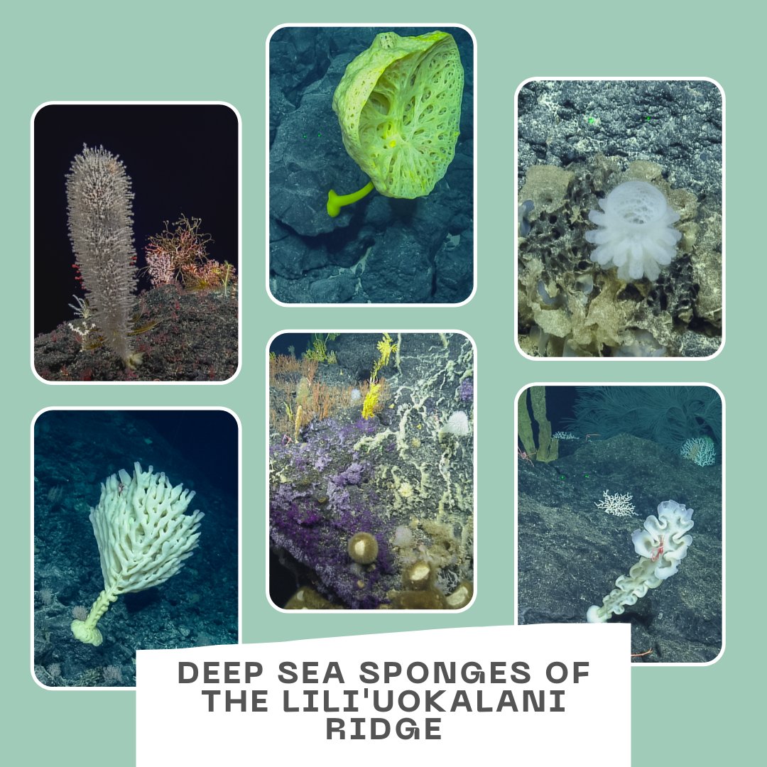 EVNautilus's tweet photo. #SpongeSunday: Take a look back at some of the fantastic #deepseasponges our #CorpsofExploration found while exploring Liliuokalani Ridge within #PapahānaumokuākeaMarineNationalMonument. Browse the #photoalbum for more: https://t.co/8UsAWSGK5m https://t.co/UNljisSHkN