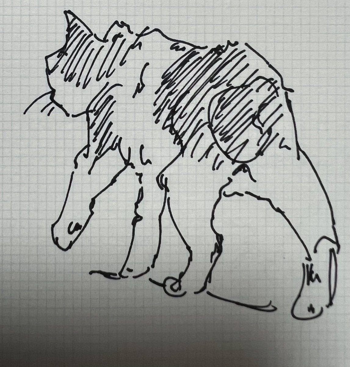 猫 