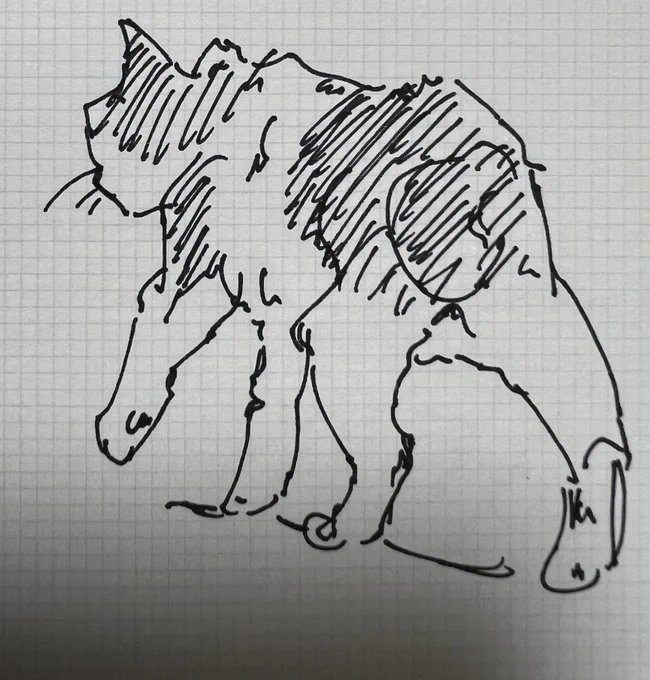 猫 