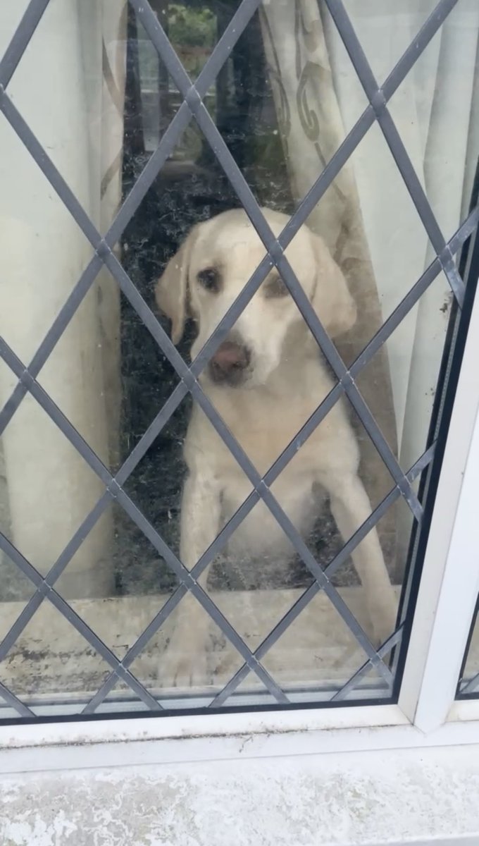 StopFEH's tweet photo. Three dogs are still stuck in this small filthy area of a neglected property in Hampshire. This has been reported to the @RSPCA_Official three times in the last two weeks and we are awaiting a response. Please rescue these dogs. https://t.co/MXlpuupUWY