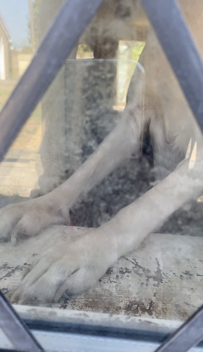 StopFEH's tweet photo. Three dogs are still stuck in this small filthy area of a neglected property in Hampshire. This has been reported to the @RSPCA_Official three times in the last two weeks and we are awaiting a response. Please rescue these dogs. https://t.co/MXlpuupUWY