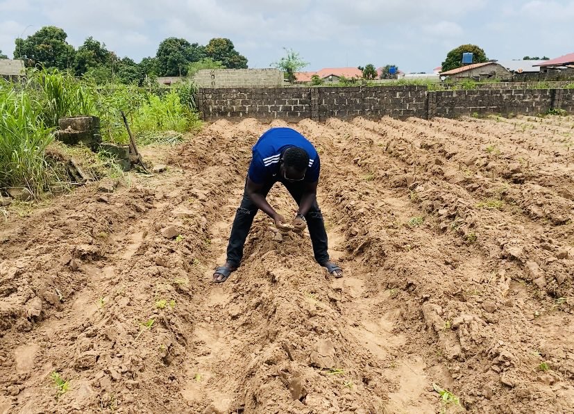 MaslamSanneh's tweet photo. #FarmSunday
Cassava planting 90% done!
#MaslamFarmπ± https://t.co/DDLUOQMXoH
