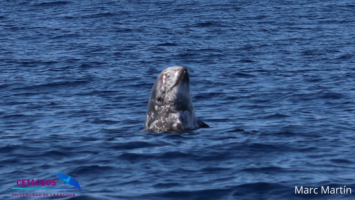 cetaceosULL's tweet photo. Imágenes de calderones grises (#Grampusgriseus) registradas durante diferentes campañas de investigación realizadas en la costa norte de la isla de #Tenerife. https://t.co/iWxbnyUJ2u