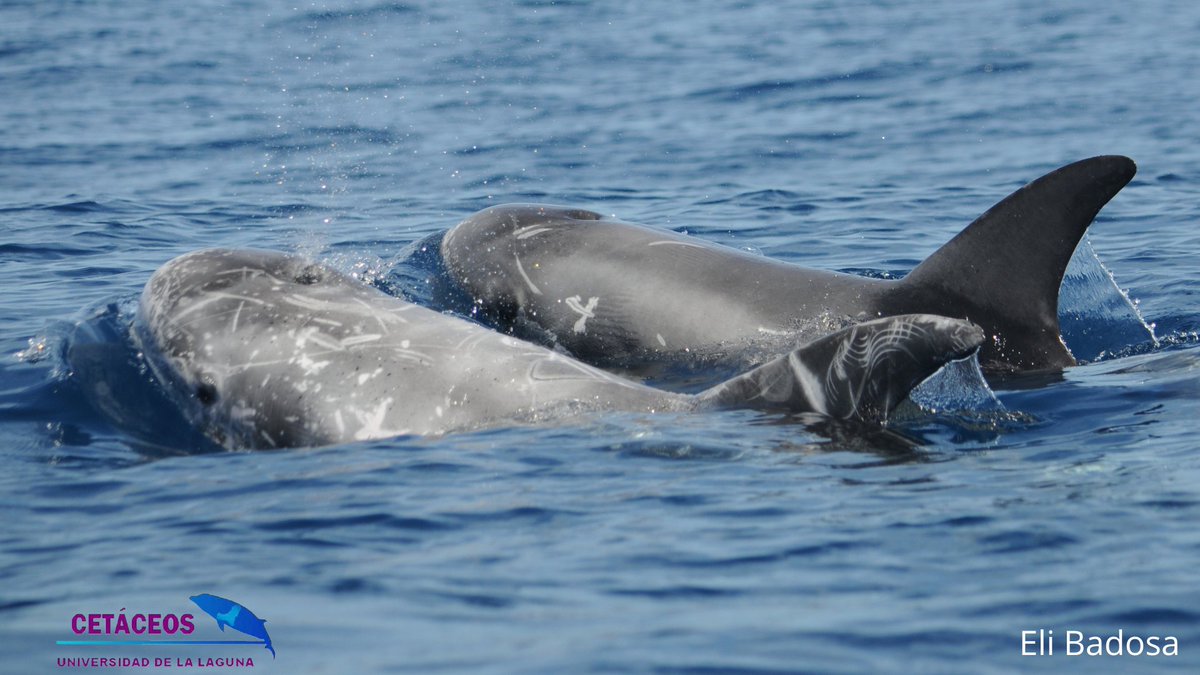 cetaceosULL's tweet photo. Imágenes de calderones grises (#Grampusgriseus) registradas durante diferentes campañas de investigación realizadas en la costa norte de la isla de #Tenerife. https://t.co/iWxbnyUJ2u