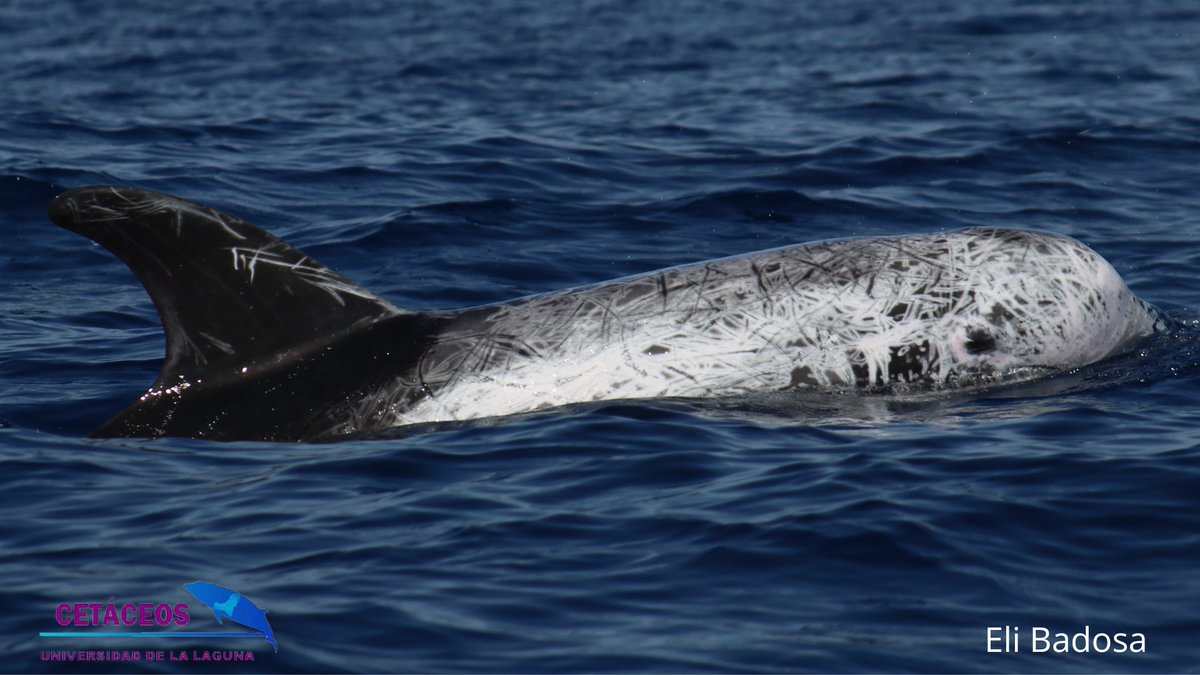 cetaceosULL's tweet photo. Imágenes de calderones grises (#Grampusgriseus) registradas durante diferentes campañas de investigación realizadas en la costa norte de la isla de #Tenerife. https://t.co/iWxbnyUJ2u