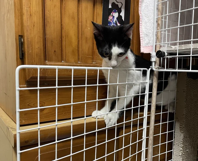 ケージと棚の隙間に挟まるむっちり猫簡単に出ます#猫のいる暮らし #猫#お猫さま 