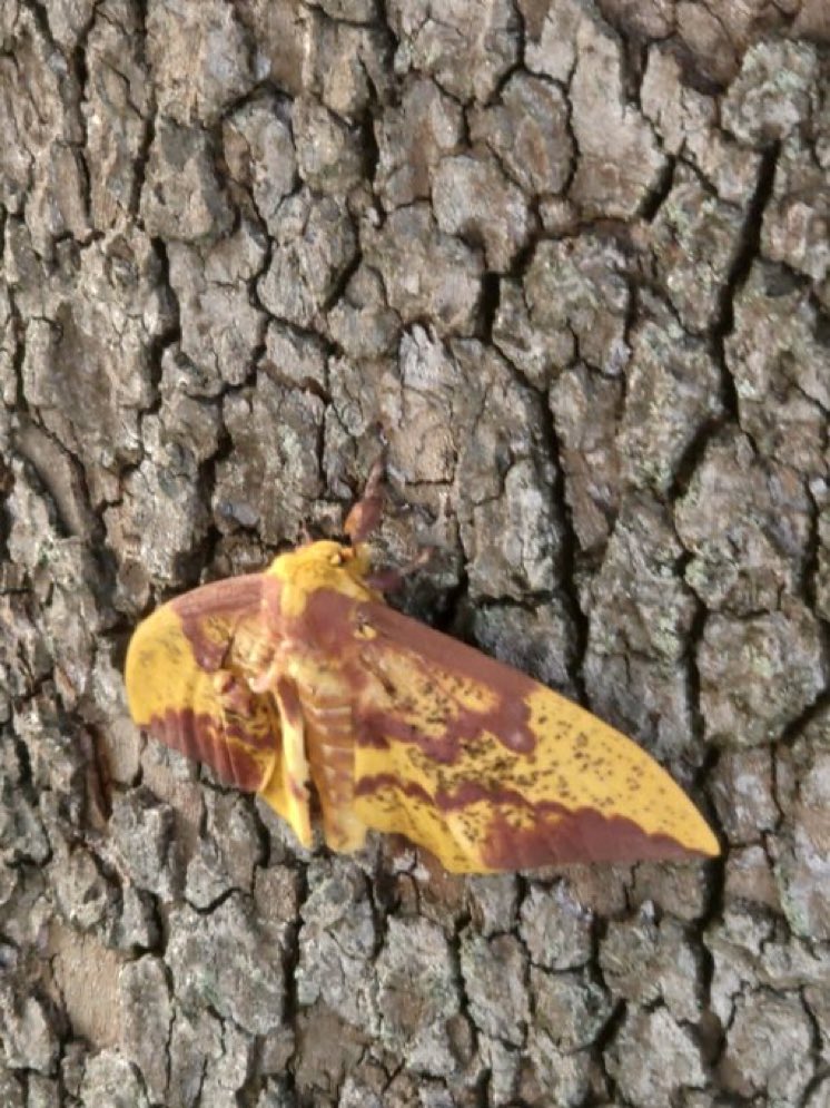 Daily Moths (@moths_daily) on Twitter photo 