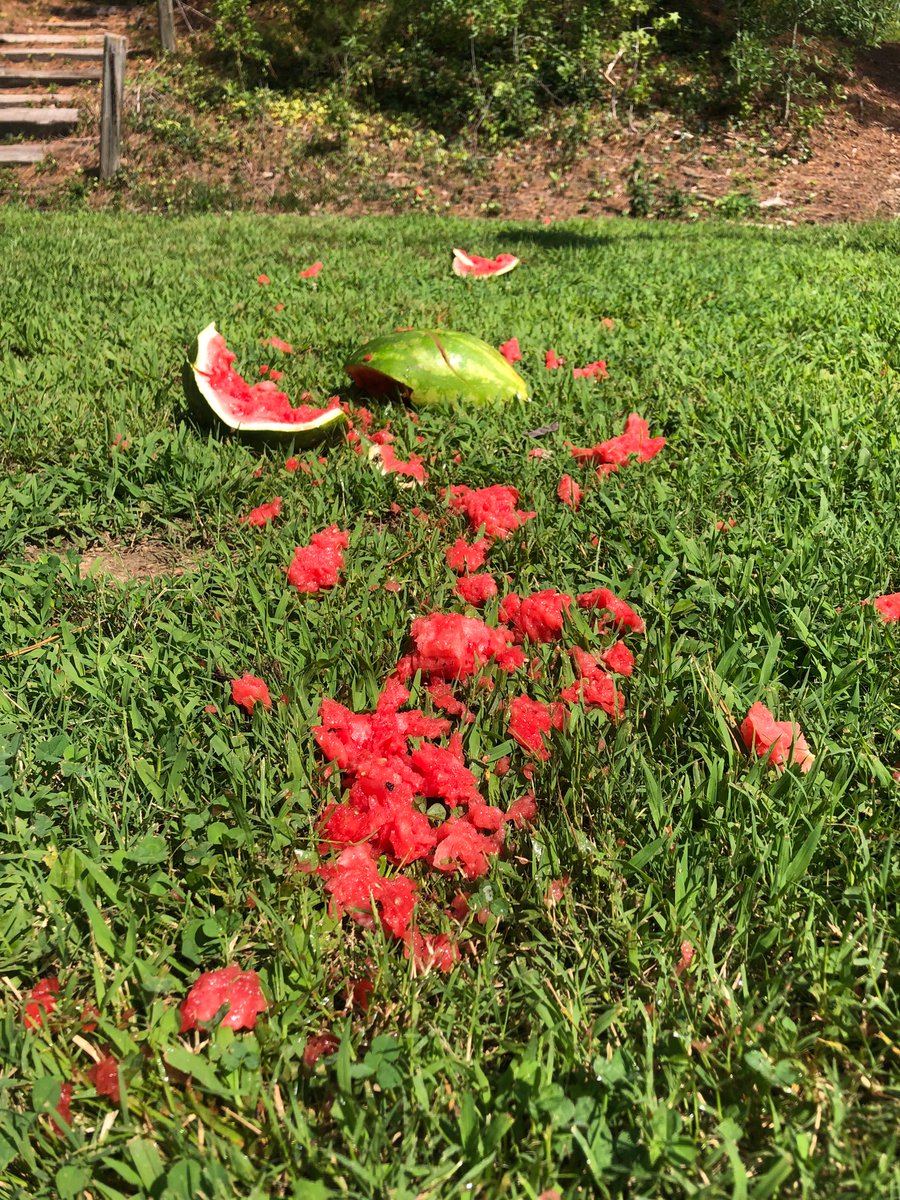 chuckecheeseman's tweet photo. with all the stupid dumb baby bullshit going on in my life, i gotta say i smashed a watermelon the other day, and it felt great https://t.co/4s3RAWhmFU