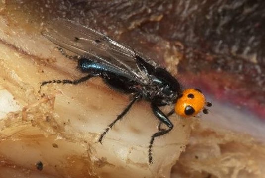 via <a href="/franceinfo/">franceinfo</a> : On les croyait disparues de l'Hexagone depuis près de deux siècles. Des mouches gypaètes et leur tête orange caractéristiques ont été observées en février par un garde-moniteur du parc national des Pyrénées, rapporte France 3. Elles… francetvinfo.fr/live/message/6…