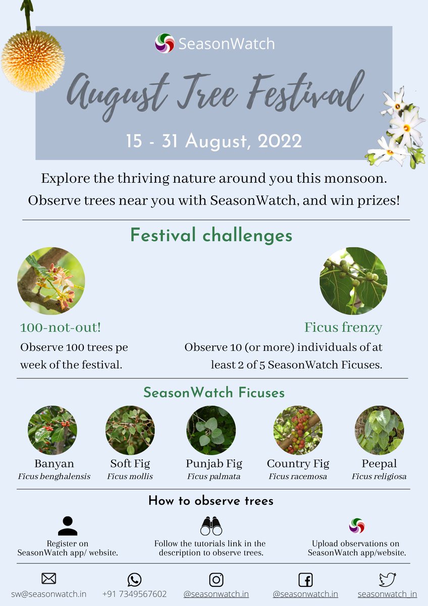 seasonwatch_in's tweet photo. We invite you to participate in the SeasonWatch August Tree #festival 2022, which begins tomorrow
Also in 8 #Indian languages! Share with #everyone . Happy treewatching! 🌳
#CitizenScience #Tree #ClimateEmergency #climatechangestudy #phenology https://t.co/k4Kt1KsZ1y