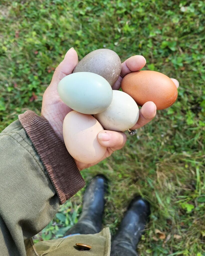 FreshEggsDaily's tweet photo. Anyone else already getting fall vibes?
.
.
.
.
#august #country #countryliving #eggs #fresheggs #fresheggsdaily #nofilter #freshlylaid #farm #farmfresh #farmlife #eatfresh #eatlocal #chickens #ducks #welcometomyfarm #lisasteele https://t.co/N0dBzeipDF