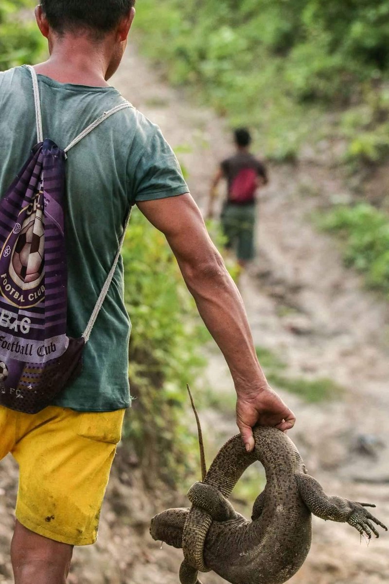 BishalN58025383's tweet photo. #A poor monitor lizard hunted for food..
pc:Asmit Limbu
#savelizards #lizardday @HerpSeminar https://t.co/7PAuGhP2YD