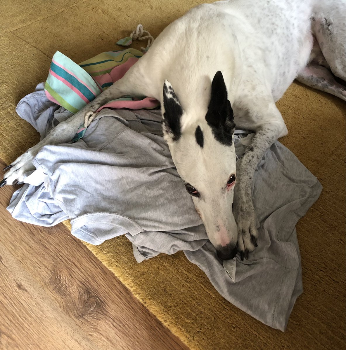 That’s it for another year <a href="/faircropfest/">Faircropfest</a>! Home and looking after the crew shirts in the sunshine, although someone would rather be making a point. #dontgoawayagaindaddy