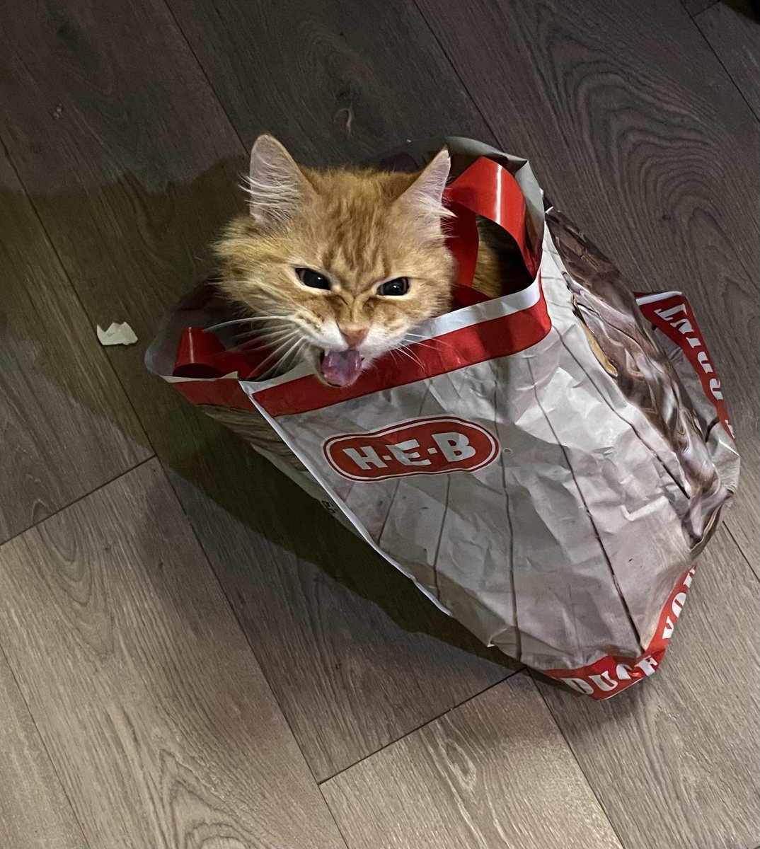 DontShowYourCat's tweet photo. unhappy meal https://t.co/lJssTxKIS3