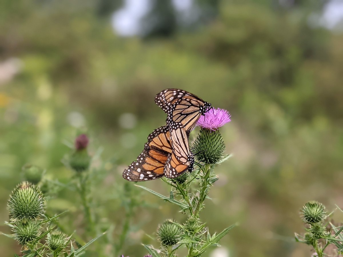TRCA_HQ's tweet photo. This pair of “summer” monarchs only live about 2-5 weeks and will spend much of their adult lives trying to lay as many eggs as possible – up to 300 per female to be exact! https://t.co/m7TppPsuOz
#FeelTheFlutter #Monarchs https://t.co/E5THNdvase