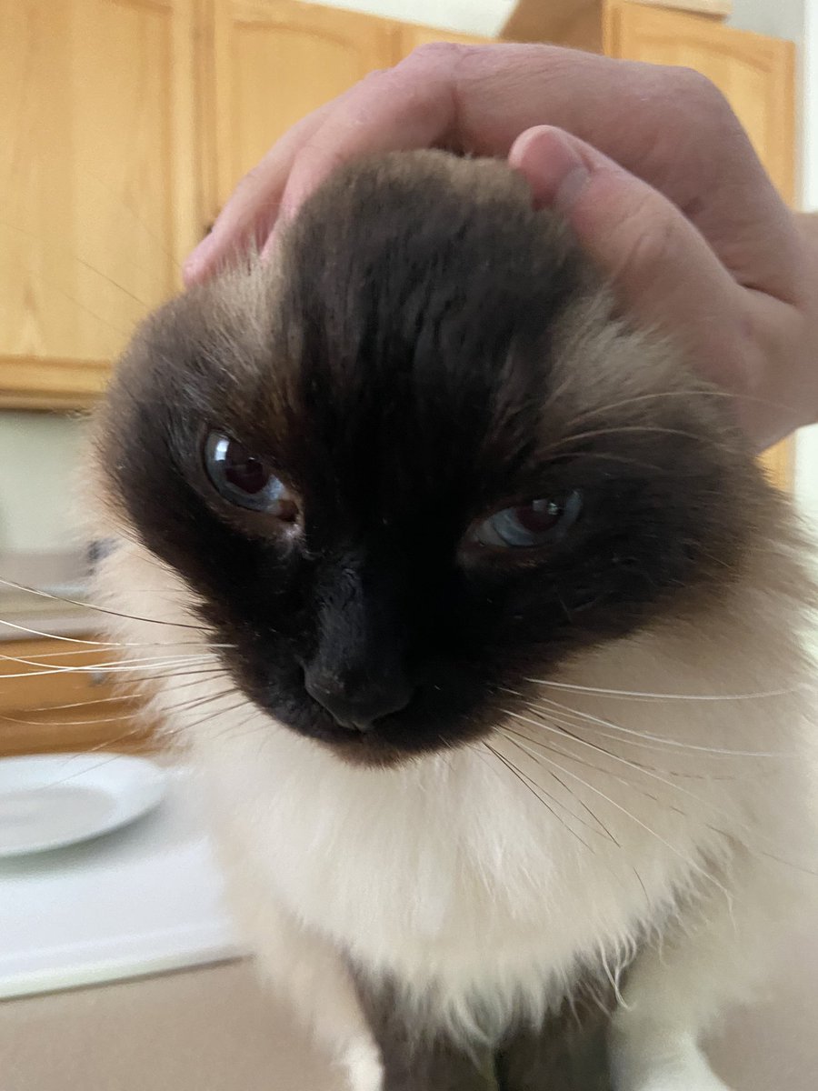 jacksonfunnycat's tweet photo. Is silly kity sunday…,,,,.. https://t.co/p9EuTa14se