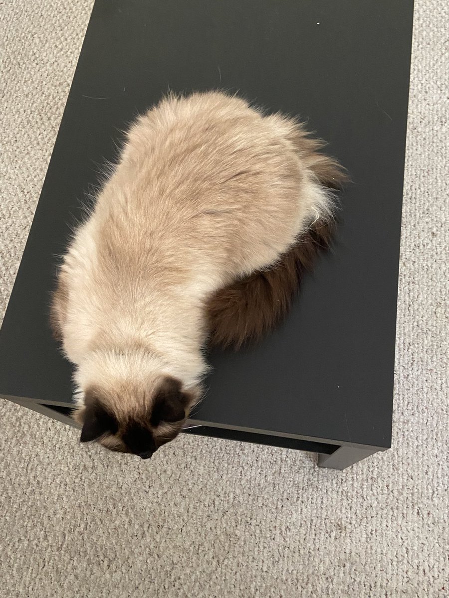 jacksonfunnycat's tweet photo. I am sleepeng funni!?!?!,,…,,,… https://t.co/Ay1Itx9gev