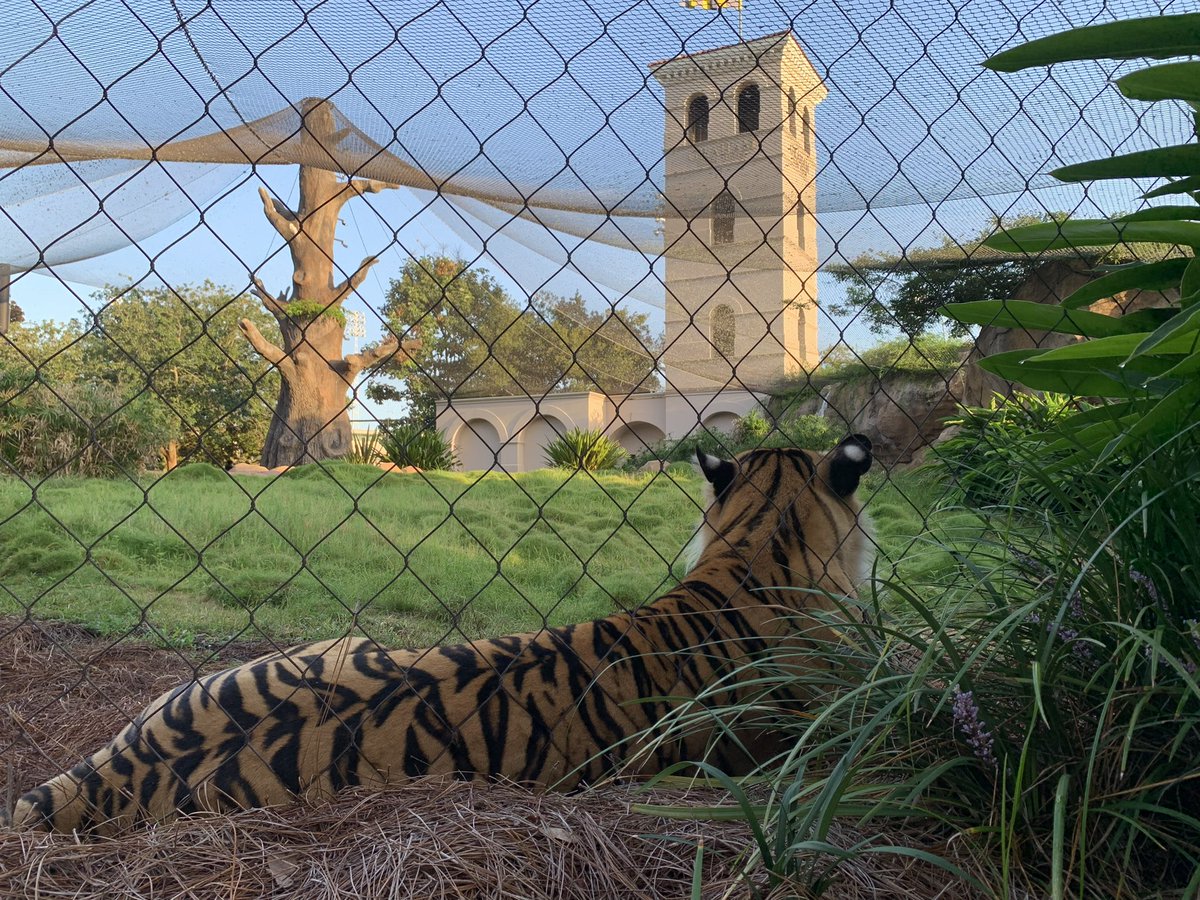 MikeTheTiger's tweet photo. When you don’t have a bad side. https://t.co/A9a6fRzaqr