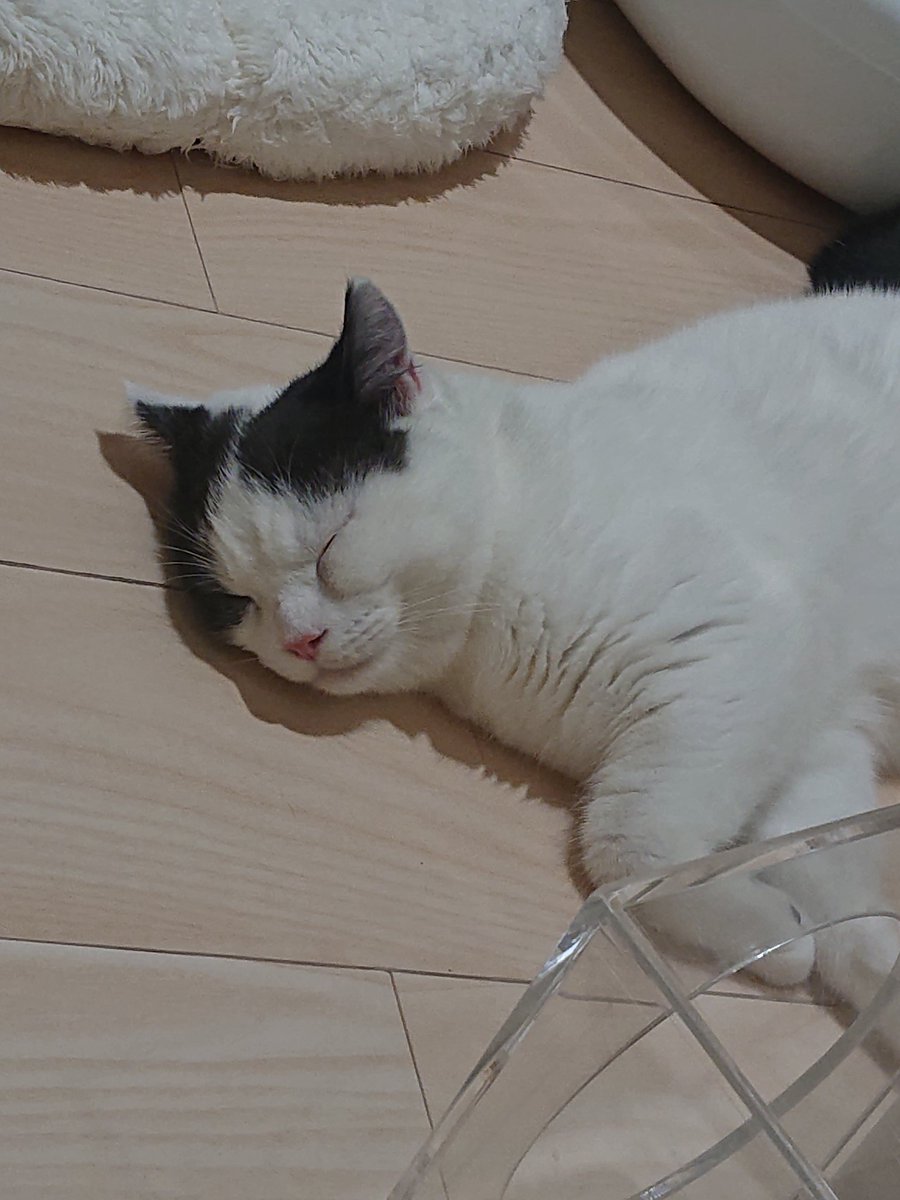 猫の寝ている姿はまるで猫がねているよう

 #自由文律
 #川柳
 #俳句
 #猫がいる暮らし