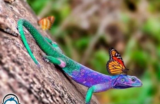 jimrosecircus1's tweet photo. Today is a perfect day to be happy. Here's a lizard with a butterfly on its head. https://t.co/tmMtniPbRe
