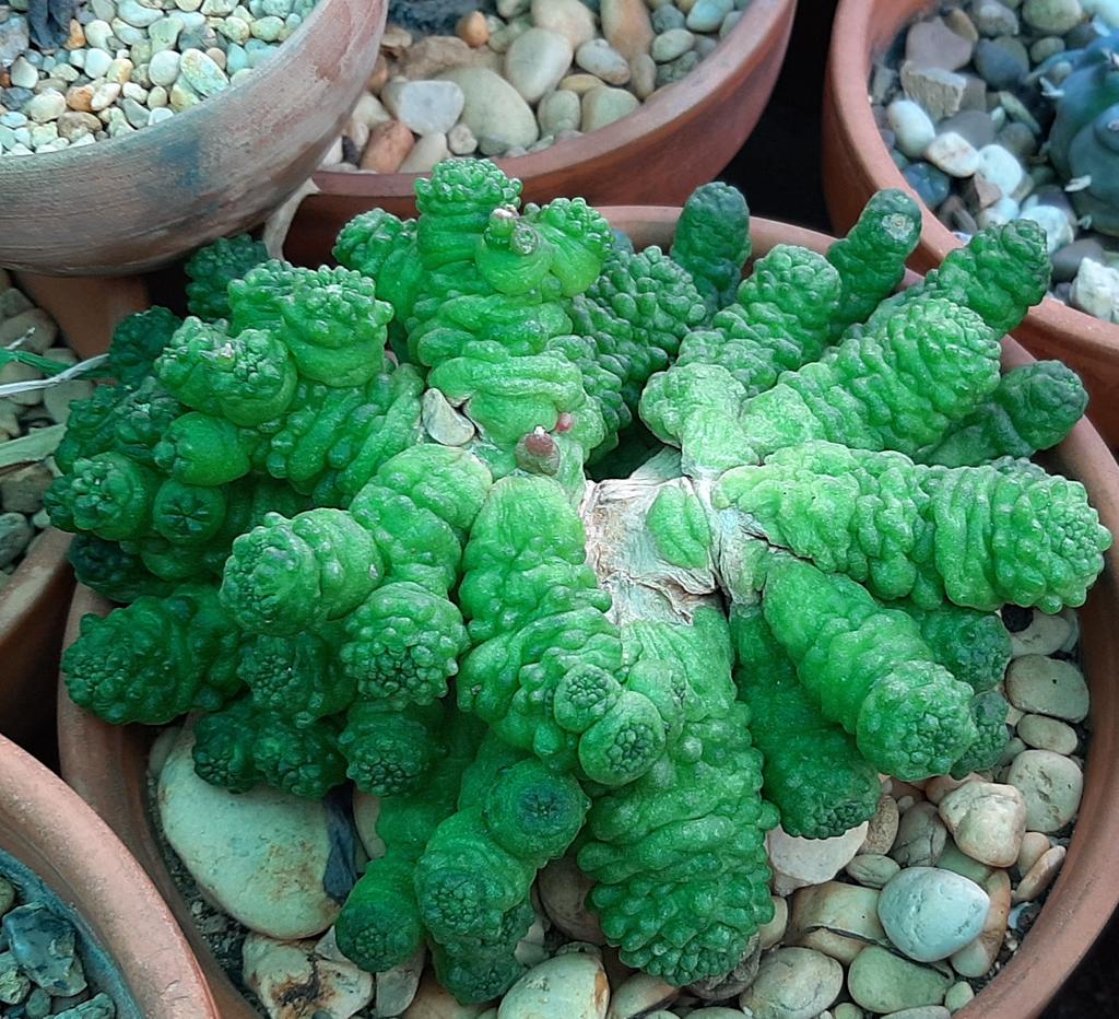 Suculentascom's tweet photo. Mammillaria bocasana cv Fred.#Cactus #suculenta https://t.co/86CrFhqCkz