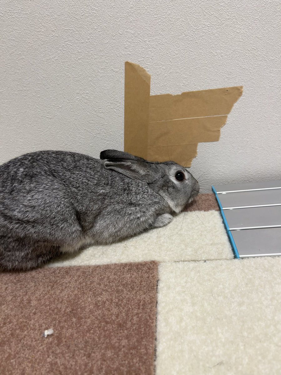 utan2021's tweet photo. きょうのう〜たん！

反省してもらってます😡😡

#rabbit #bunny #animal #うさぎ #うさぎのいる生活 #うさぎのいる暮らし #うさぎ好きさんと繋がりたい #動物 #どうぶつの森 #う〜たんちゃんねる #被害 #器物破損 #反省 https://t.co/NLSPBcbjkB