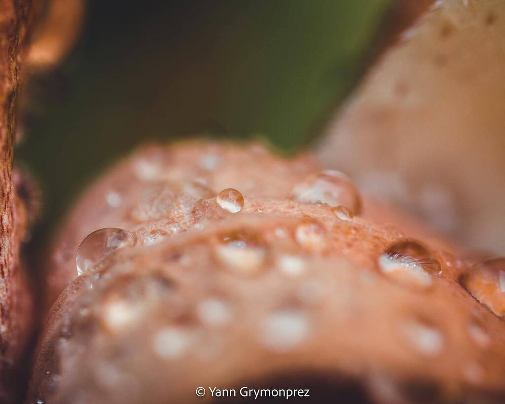 ygrymonprez's tweet photo. Perle d’eau💧

#macro #macrophotography #macromood #macroworld #macrophoto #macronature #waterdrop #waterdrops #omdrevolution #omsystemes #omsystem #olympusomd #olympusfrance #landscape #landscapephotography #nature #naturephotography #verdon #paca #pacatourisme #paca_focus_o… https://t.co/rciHX1RUlo